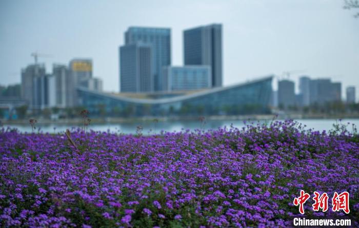 東安湖體育公園一角。　劉忠俊 攝