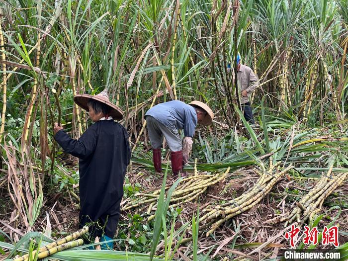 瓊海的農(nóng)戶正在收割甘蔗，準備送往鮮友的工廠?！÷访?攝