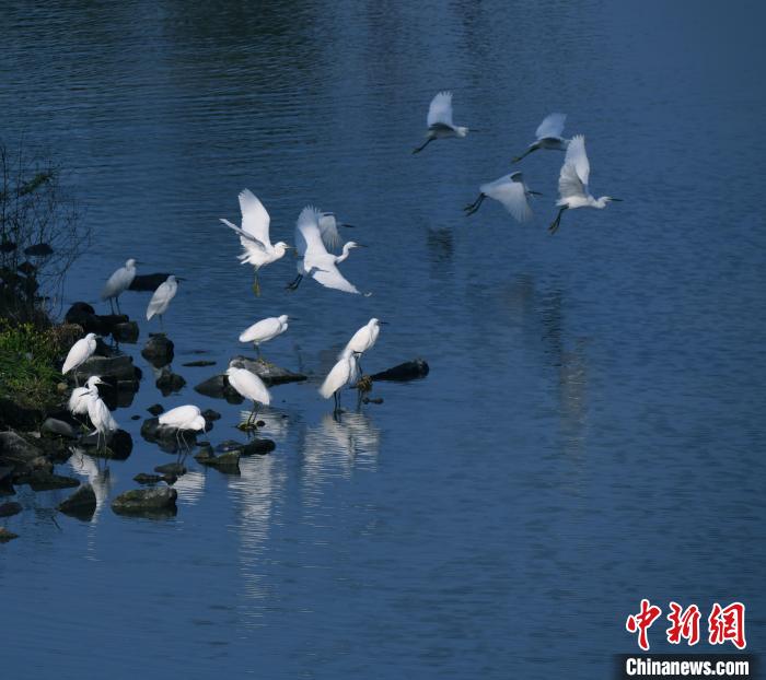 三垟濕地水鳥棲息 潘宏亮供圖