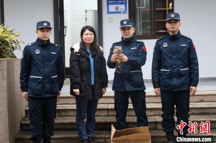 福州海警救助國家二級重點保護動物灰臉鵟鷹