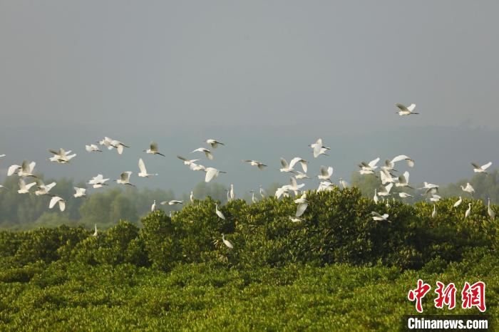 湛江紅樹林(資料圖) 廣東省林業(yè)局 供圖