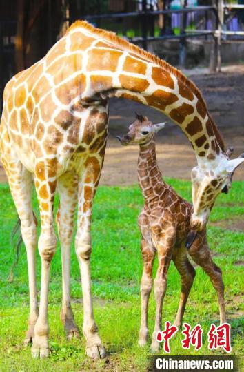 長頸鹿寶寶一出生身高就達1.9米 廣州動物園 供圖