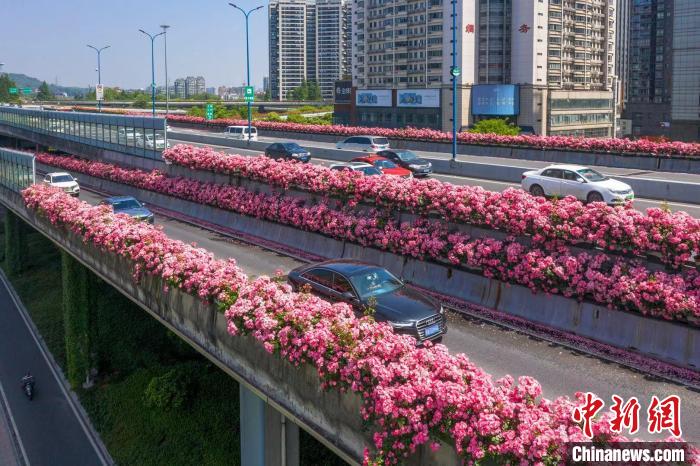 杭州上塘高架月季 杭州市園林文物局 供圖