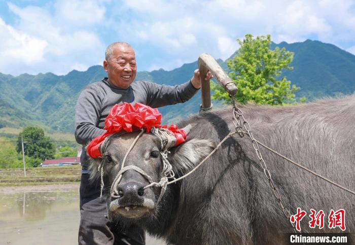 安徽旌德云上梯田開犁節(jié)：展現(xiàn)梯田風(fēng)光聚焦農(nóng)耕文化