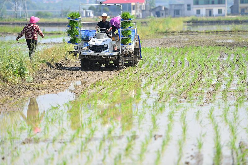 △2023年4月26日，湖南湘潭市雨湖區(qū)姜畬鎮(zhèn)易建河村的一處高標(biāo)準(zhǔn)農(nóng)田，農(nóng)民駕駛插秧機(jī)插秧。