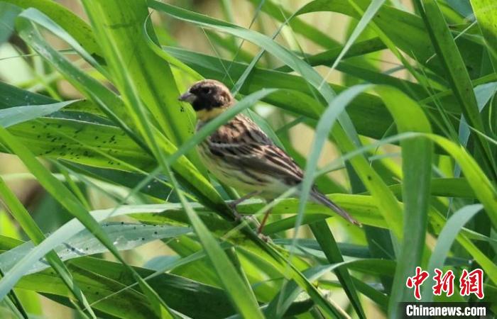 奧林匹克森林公園蘆葦群落中的黃胸鹀。　葉元興 攝