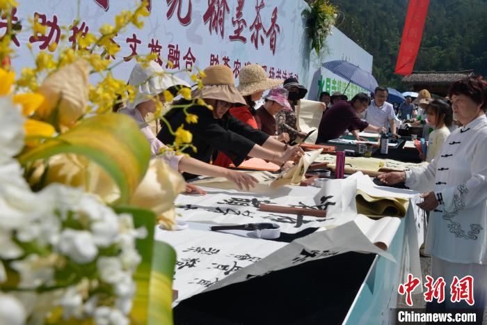 湖北興山：茶文旅融合讓“生態(tài)飯”更“香甜”