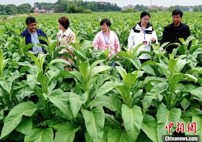 紅土地上振興路：“煙稻輪作”鼓起農(nóng)民“錢袋子”