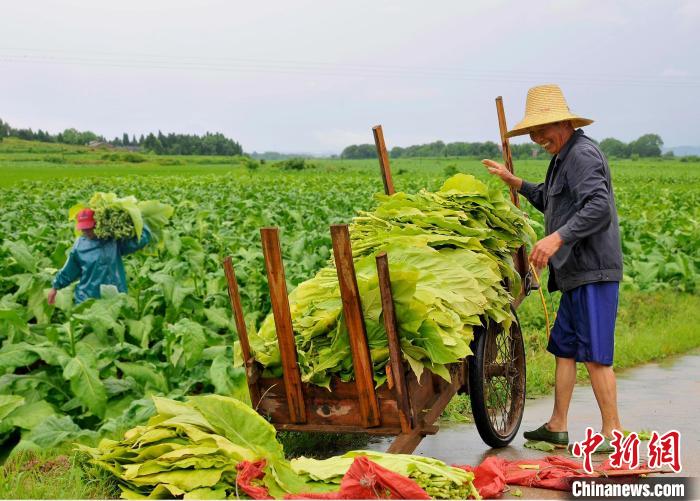 圖為在江西省吉安市安?？h嚴(yán)田鎮(zhèn)山背村，煙農(nóng)正在采收煙葉?！“哺？h煙草專賣局供圖