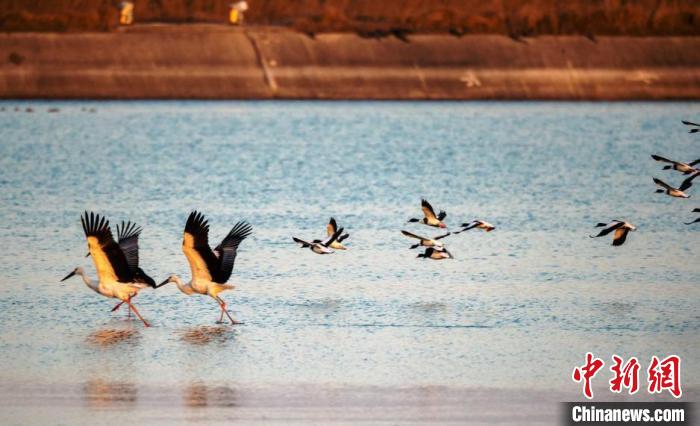 鳥兒在水面上低空飛翔。(資料圖) 孫家錄 攝