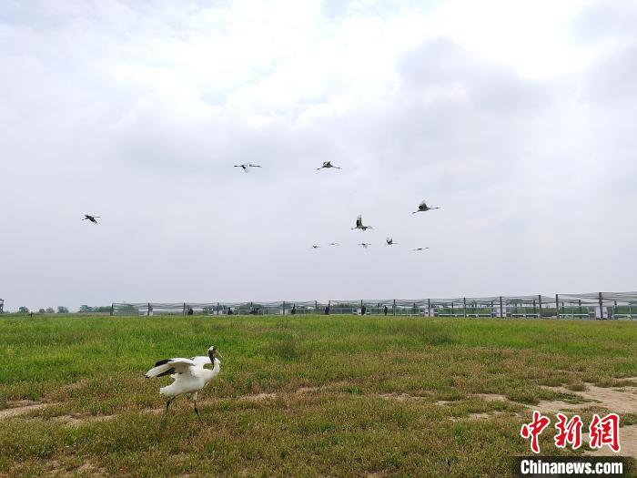 丹頂鶴在天空翱翔?！」热A 攝