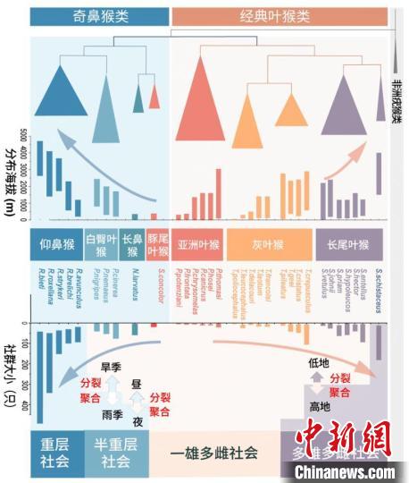 西北大學(xué)金絲猴研究團(tuán)隊(duì)揭示靈長類社會(huì)演化之謎