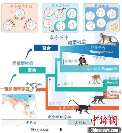 寒冷事件促進(jìn)亞洲葉猴社會(huì)聚合?！∥鞅贝髮W(xué)供圖