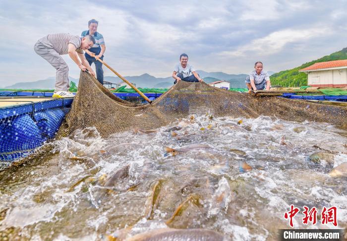 村民在漁排收獲紅鼓魚(yú)。(資料圖) 李郁 攝