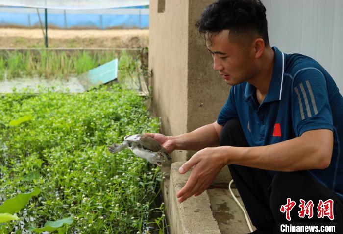 潘軍杰正在查看種鱉的健康狀況。　陳家樂(lè) 攝