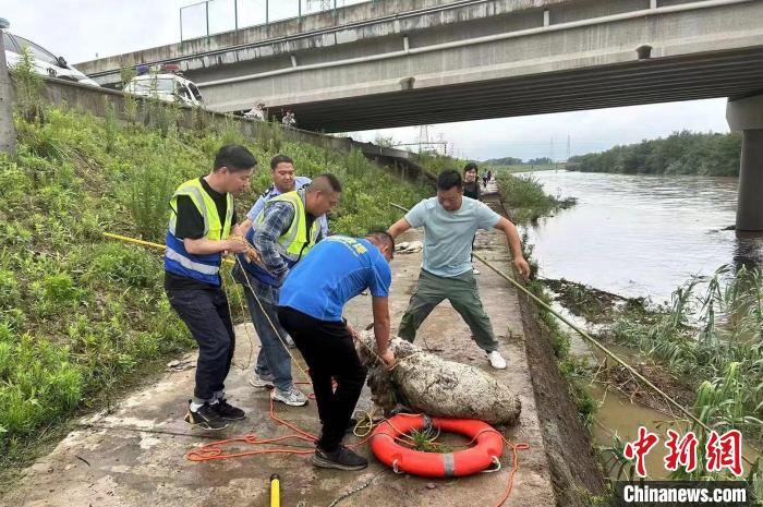 多方力量協(xié)力將羊救上岸 嵊州公安 供圖