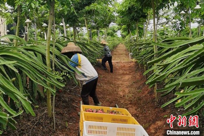 儋州市中和鎮(zhèn)水井嶺水果種植基地的火龍果迎來采摘期?！×栝?攝