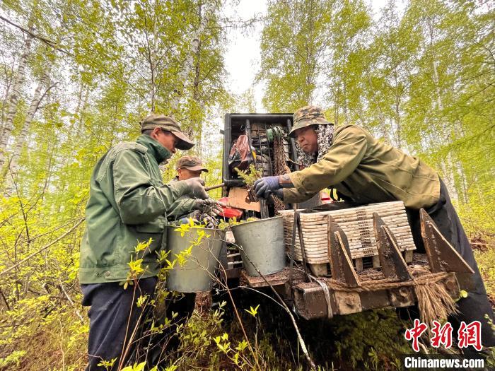 圖為林業(yè)職工利用機(jī)械設(shè)備運(yùn)送苗木?！埿?攝