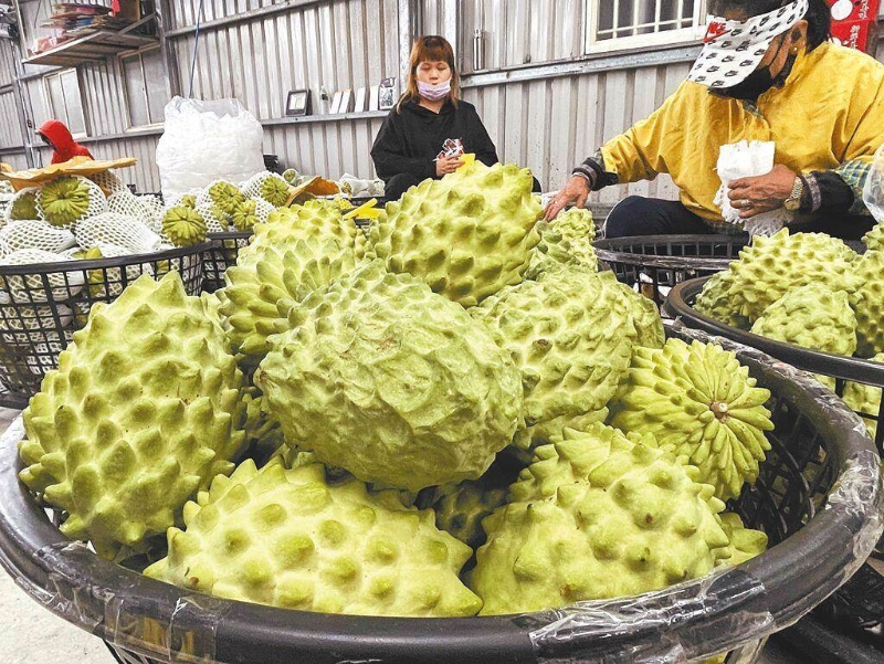 大陸近日宣布恢復(fù)鳳梨釋迦銷陸。（報系資料照）