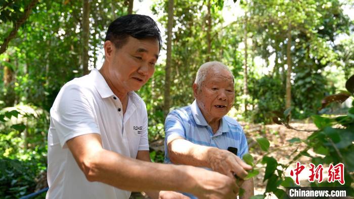 圖為鄭道錦(右)和兒子鄭立平(左)在自家藥園中查看南藥長勢?！￡愑⑶?攝