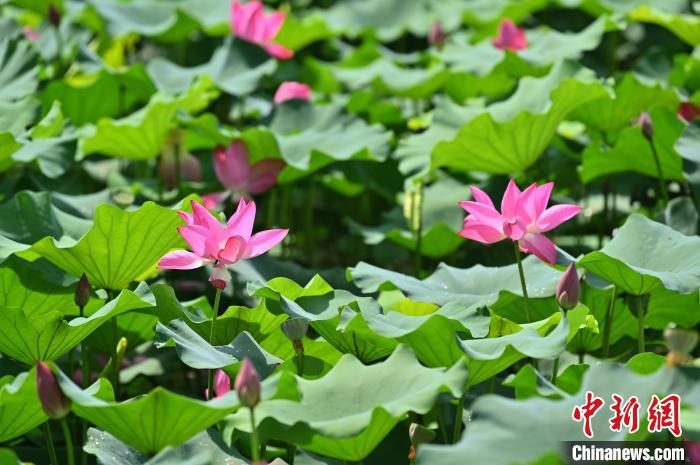 圖為貴港市港南區(qū)東津鎮(zhèn)沖口屯的荷花迎來盛花期?！∮峋?攝