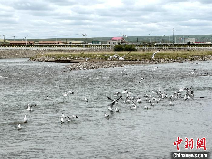 圖為青海湖北岸沙柳河魚鳥共生。　李雋 攝