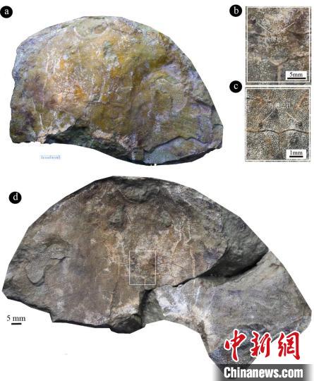 “眼鏡蛇大庸魚”化石照片及其頭頂一對“小孔”特寫(蓋志琨 
 攝)?！⊙芯繄F(tuán)隊 供圖