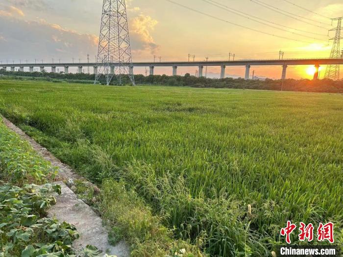 浙江水利觀察：豐水區(qū)夏季多雨既要防汛也要抗旱