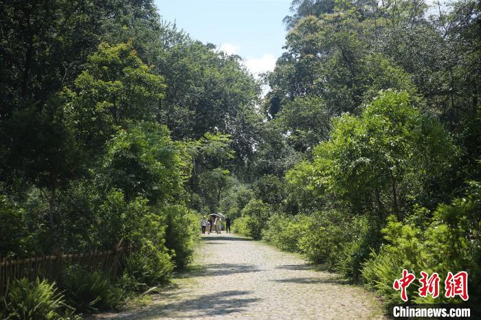 云南普洱：多舉措保護景邁山古茶林文化景觀