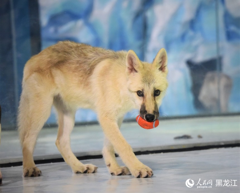 世界首只克隆北極狼亮相哈爾濱極地公園。（圖源：人民網(wǎng)）