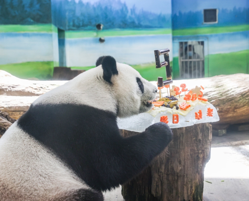 臺北市立動物園的大貓熊「圓圓」30日歡度19歲生日，保育員絞盡腦汁，運(yùn)用大貓熊的日常食物制作專屬的「蛋糕」，為了給「圓圓」一個生日驚喜。（圖／記者羅永銘攝影）.jpg