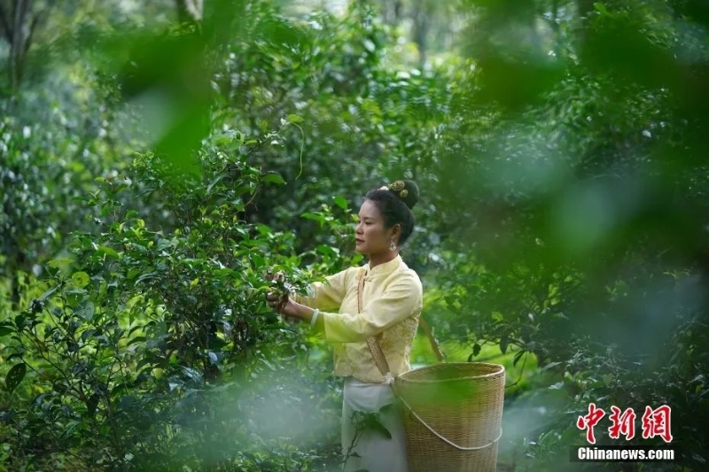 圖為景邁山茶農(nóng)正在采摘茶葉。中新社記者 劉冉陽(yáng) 攝