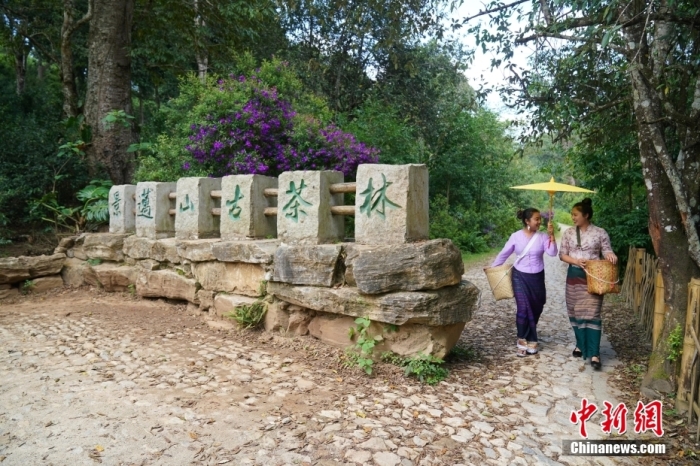 普洱景邁山古茶林文化景觀位于中國云南省普洱市瀾滄拉祜族自治縣惠民鎮(zhèn)。<a target='_blank' href='/'>中新社</a>記者 劉冉陽 攝