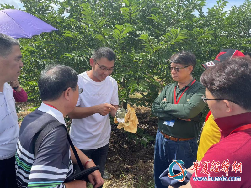 臺商蕭景瑞向考察團(tuán)講解釋迦種植技術(shù)。（攝影 李昕）