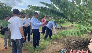 臺商考察團(tuán)參訪臨高海星公司番荔枝種植園