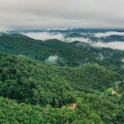 景邁山申遺成功 全球首個(gè)茶主題世界文化遺產(chǎn)花落中國(guó)