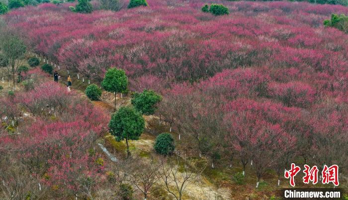 安徽肥西：紅梅綻放迎客來