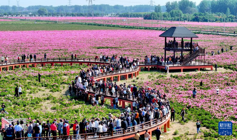 5月1日，在安徽省亳州市譙城區(qū)十八里鎮(zhèn)蔣李村，游人在芍藥花海里賞花游玩。（圖源：新華社）