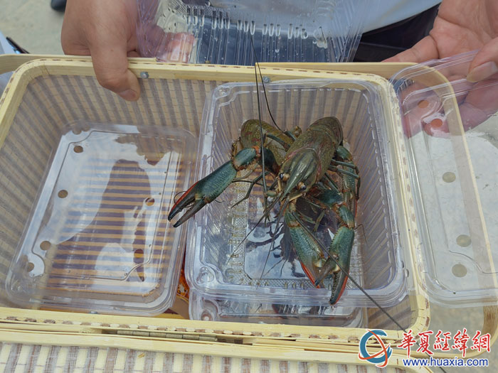 養(yǎng)殖的富硒淡水龍蝦。