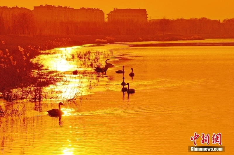 山西絳州夕陽灑金 越冬候鳥沐浴落日余暉