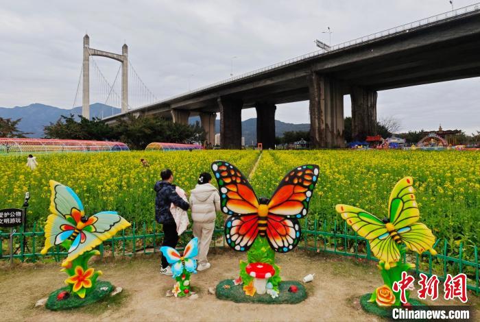 福建福州：油菜花盛開引游人