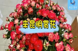 來昆明賞花